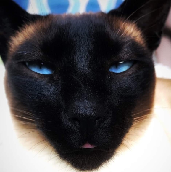 Meet your Posher, Olia - Picture 1 of 1